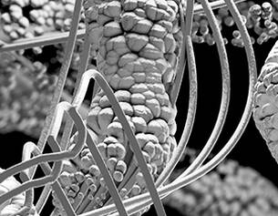 Powerful biomimetic peptide to support skin’s natural firmness and elasticity for a youthful look.