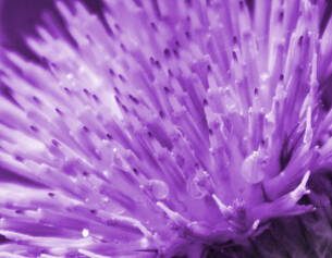Powerful plant-based antioxidant derived from milk thistle that helps prevent oil oxidation and provides antioxidant protection against free radicals.