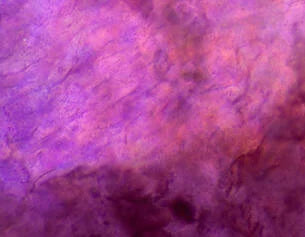 A synergistic combination that helps prevent the degradation of HA. These extracts are also responsible for the formula’s characteristic purple color.