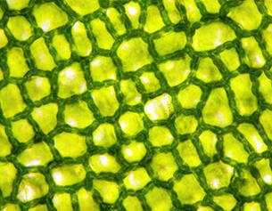 Derived from a small evergreen shrub native to Western Europe, this ingredient helps reduce the appearance of puffiness.
