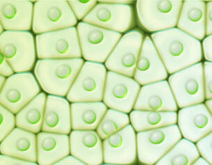 From the families of red and brown sea algae, this unique blend of extracts nourishes and hydrates skin.