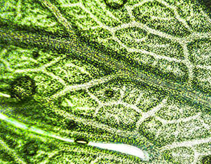 Derived from a plant native to Asia, this ingredient helps protect skin from environmental stress.