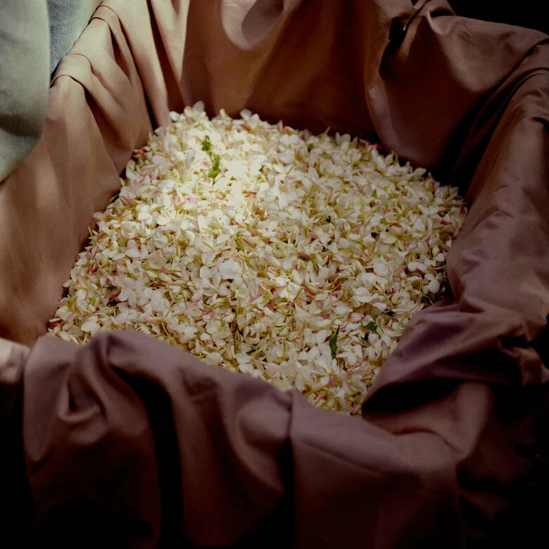 Acqua Di Parma Gelsomino A Freddo EDP