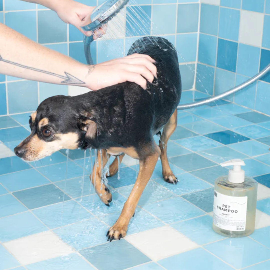 DedCool Pet Shampoo 01 "Taunt"