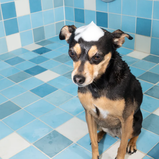 DedCool Mini Pet Shampoo 01 "Taunt"